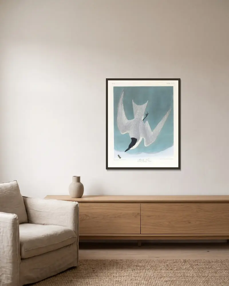 Marsh-Tern von John James Audubon gerahmt an einer Wand