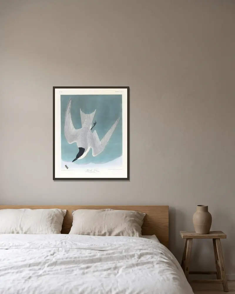 Marsh-Tern von John James Audubon gerahmt an einer Wand