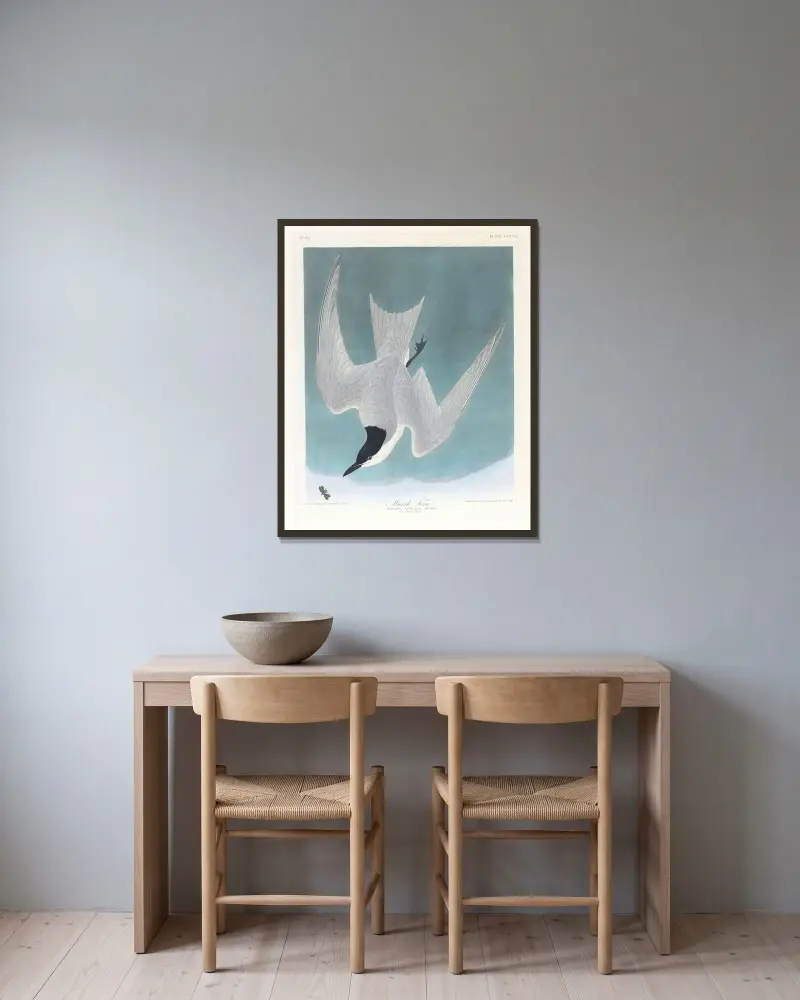 Marsh-Tern von John James Audubon gerahmt an einer Wand