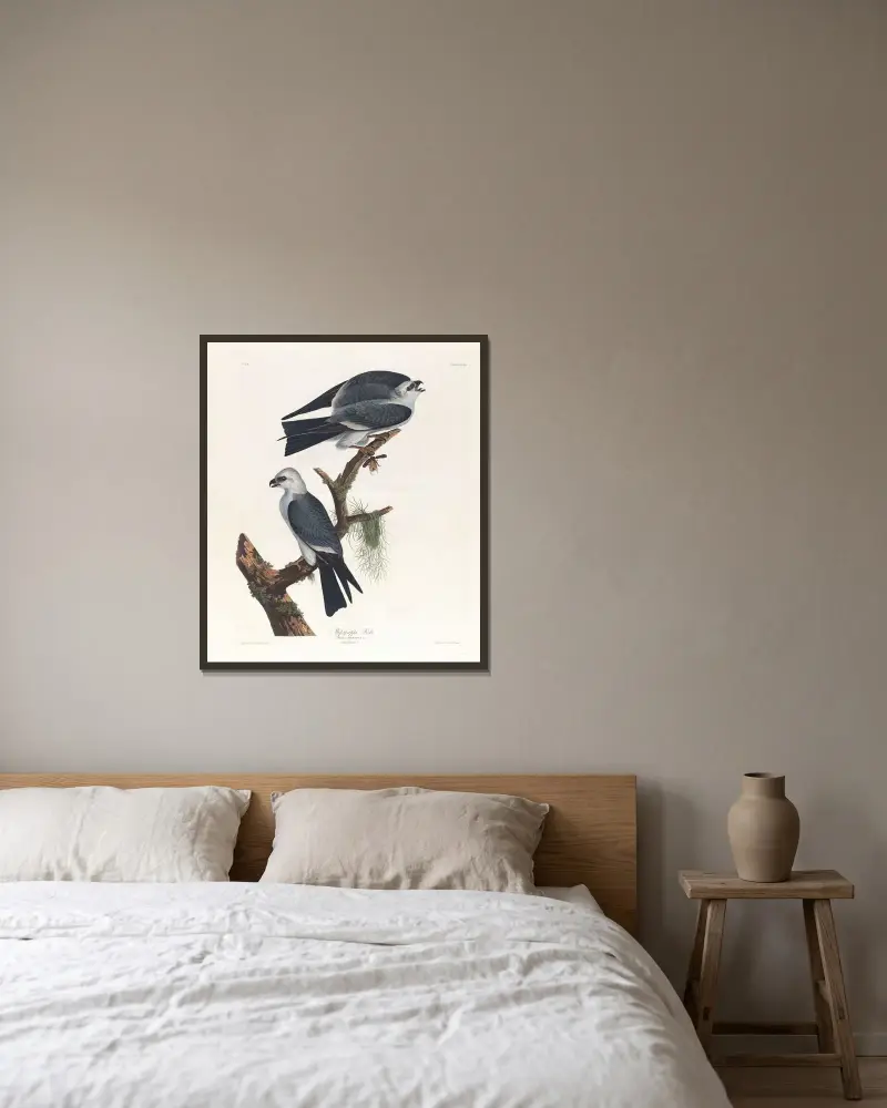 Mississippiglada von John James Audubon gerahmt an einer Wand