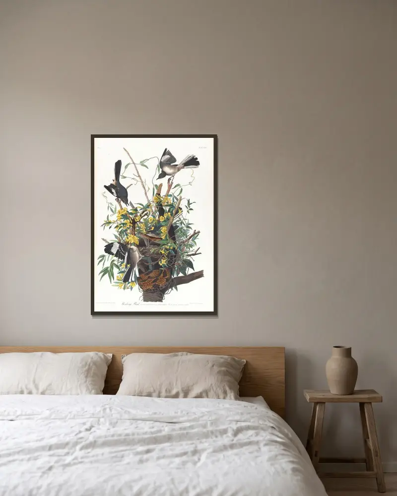 Drozdec mnohohlasý, 1827 – č. 1, John James Audubon v rámu na stěně