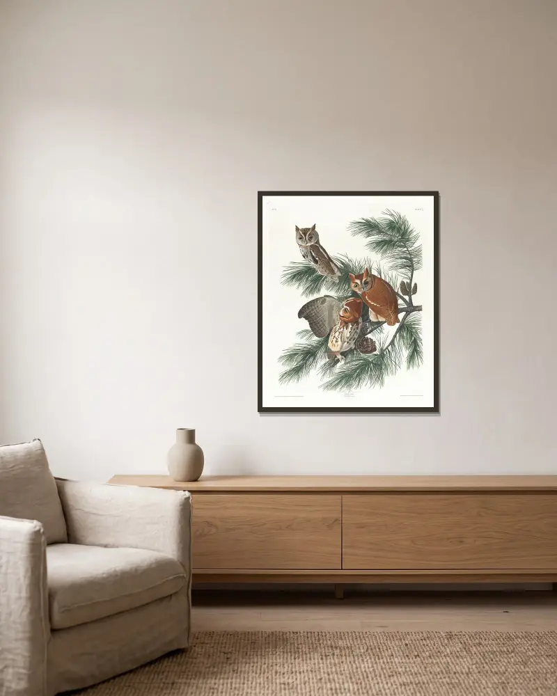 Sprenkelkauz von John James Audubon gerahmt an einer Wand
