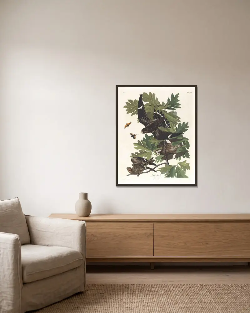 Nighthawk, John James Audubon v rámu na stěně