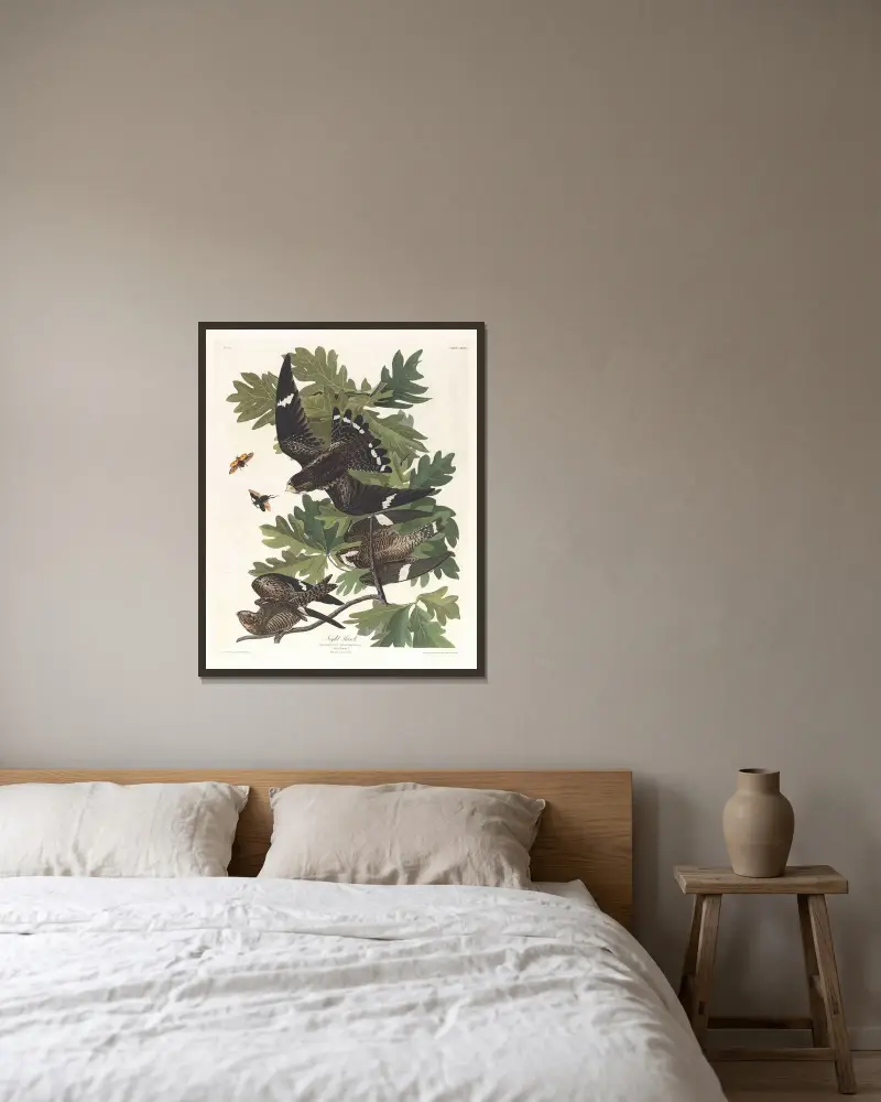 Nighthawk, John James Audubon v rámu na stěně