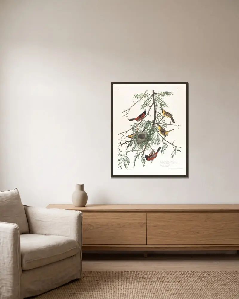 Orchard oriole, John James Audubon v rámu na stěně