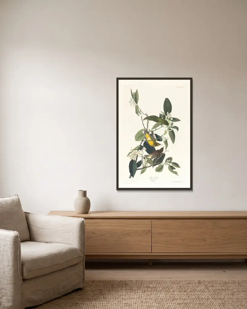 Palmovníček, John James Audubon v rámu na stěně