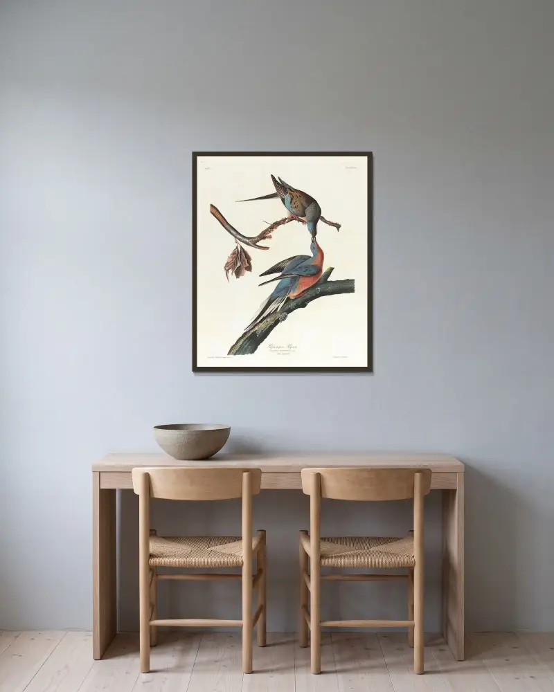 Gołąb wędrowny, John James Audubon w ramie na ścianie