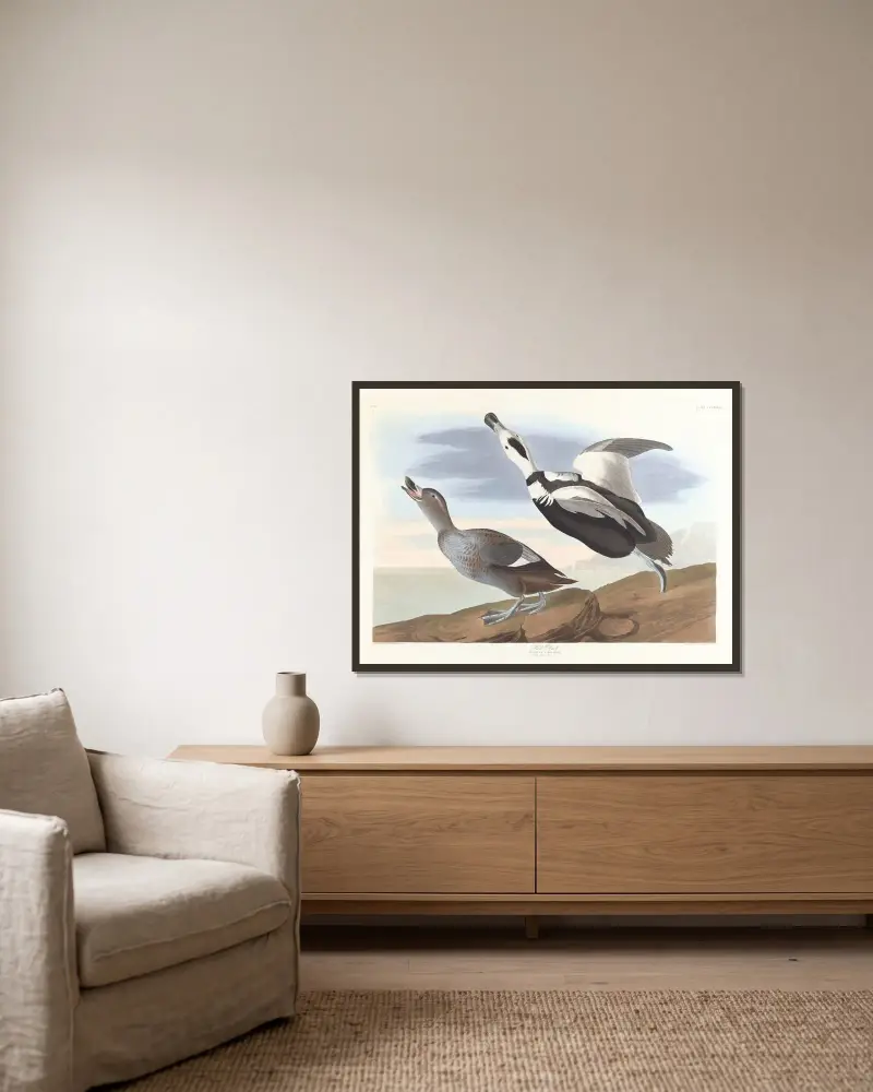 Pied duck, John James Audubon v rámu na stěně