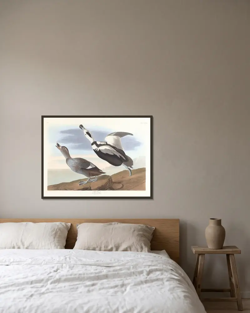 Pied duck, John James Audubon v rámu na stěně