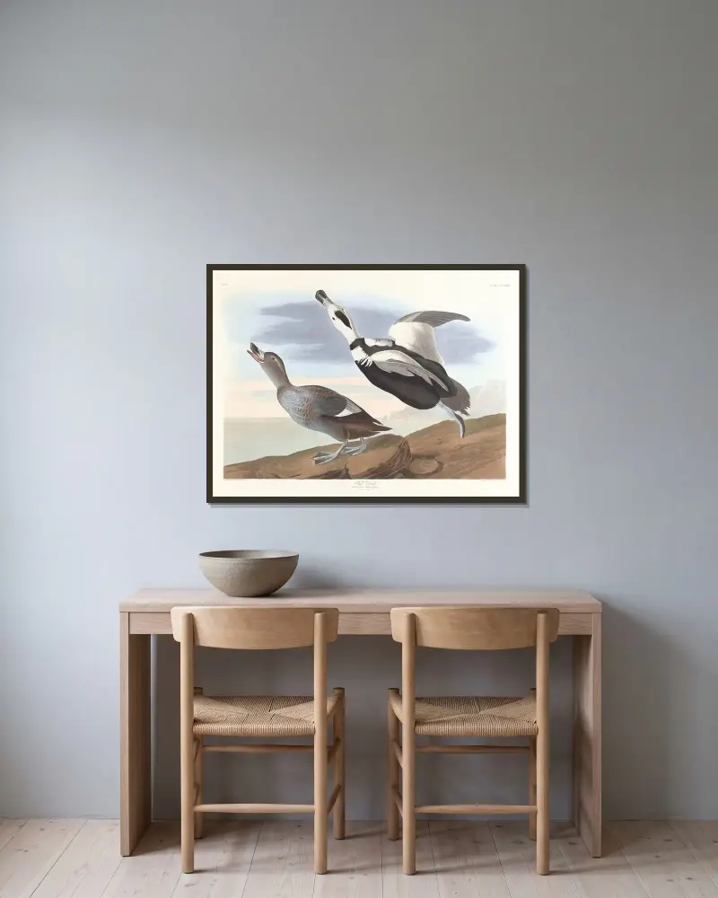 Pied duck, John James Audubon v rámu na stěně