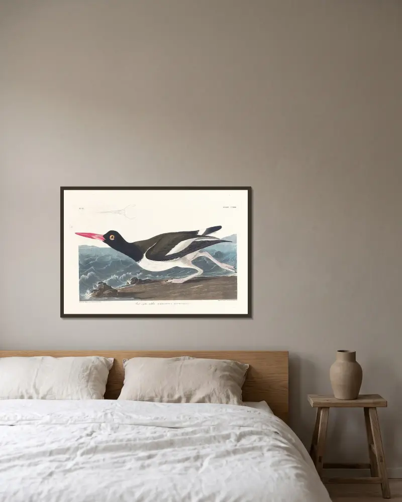 Strandskata von John James Audubon gerahmt an einer Wand