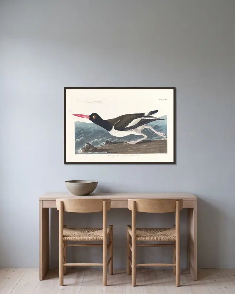 Strandskata von John James Audubon gerahmt an einer Wand