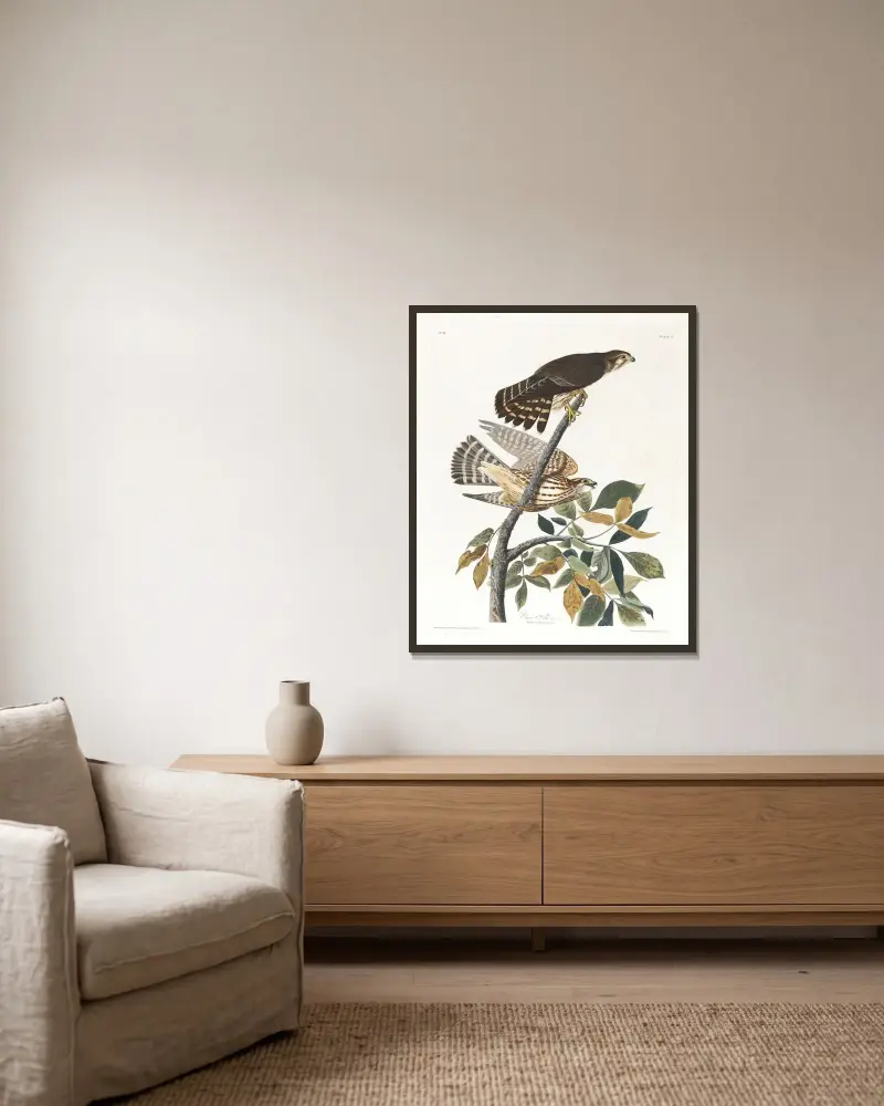 Jastrząb gołębiarz, John James Audubon w ramie na ścianie