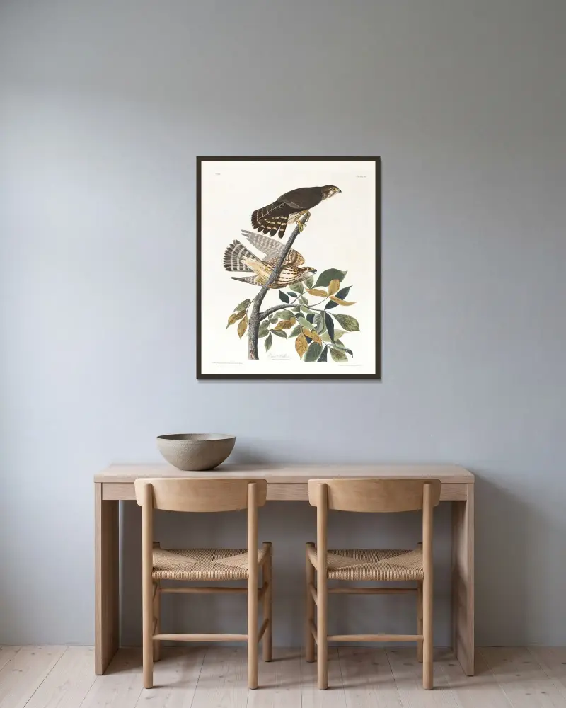 Jastrząb gołębiarz, John James Audubon w ramie na ścianie