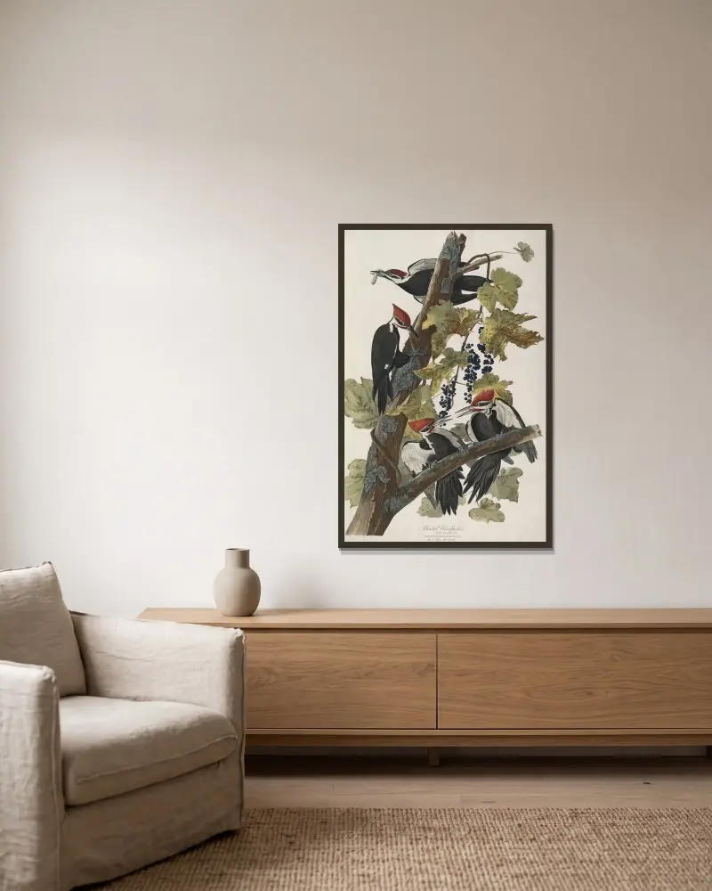 Datel chocholatý, 1827 – Nr. 2, John James Audubon v rámu na stěně