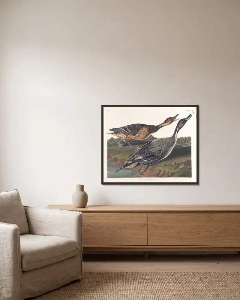 Ostronfiskand, John James Audubon v rámu na stěně