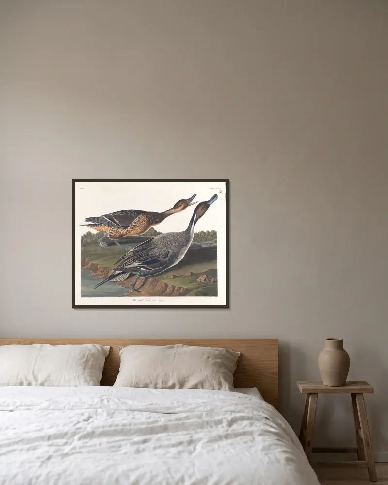 Ostronfiskand, John James Audubon v rámu na stěně