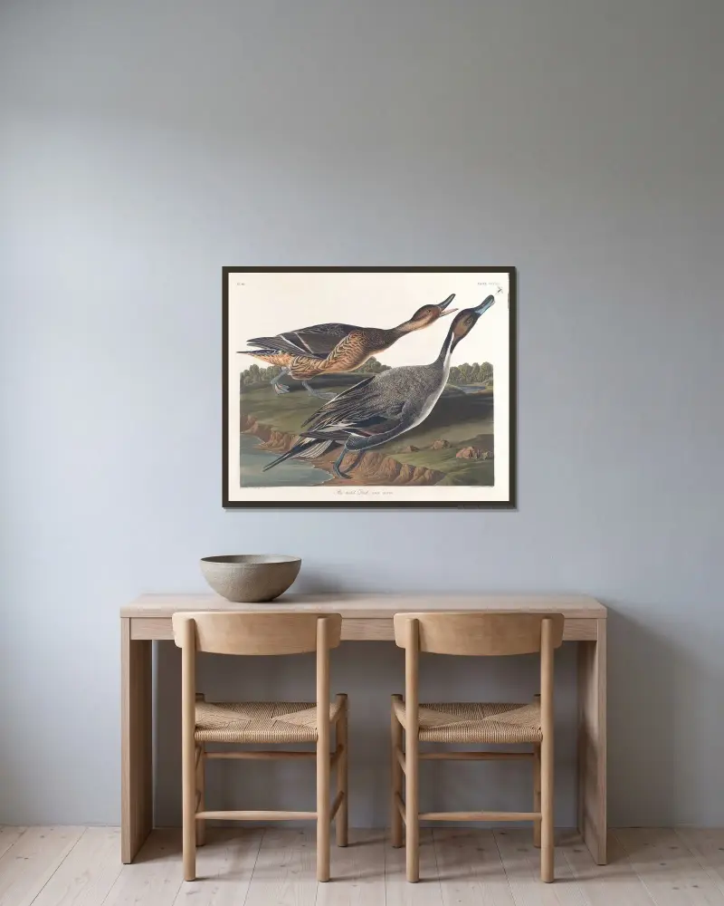Ostronfiskand, John James Audubon v rámu na stěně