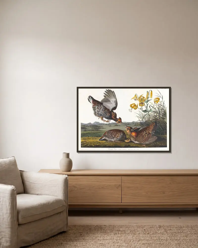 Präriehuhn von John James Audubon gerahmt an einer Wand
