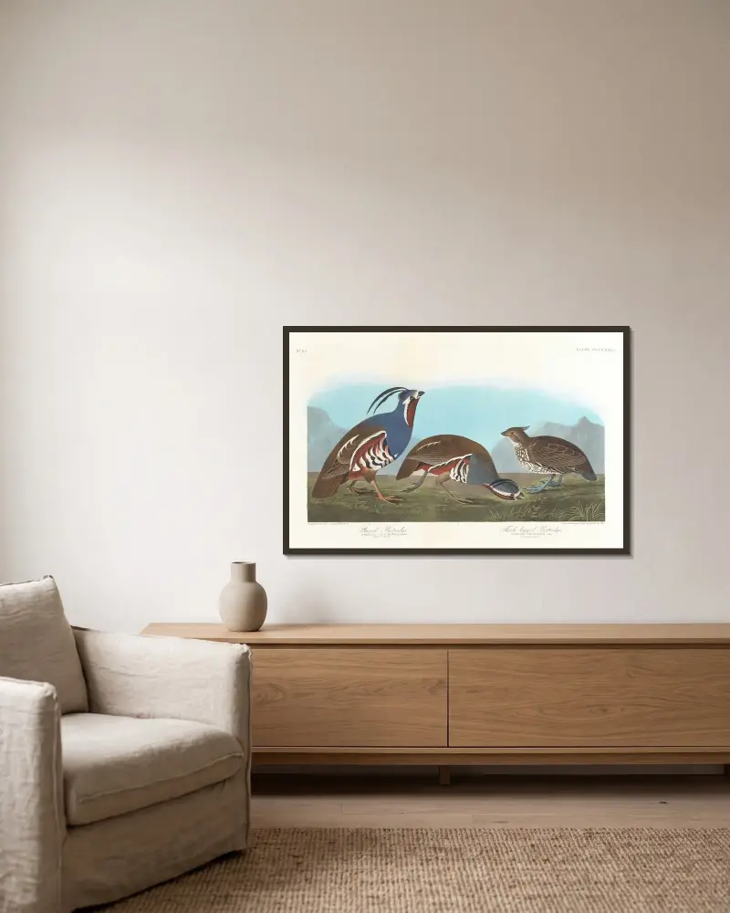 Plumed partridge. Thick-legged partridge av John James Audubon inramad på en vägg