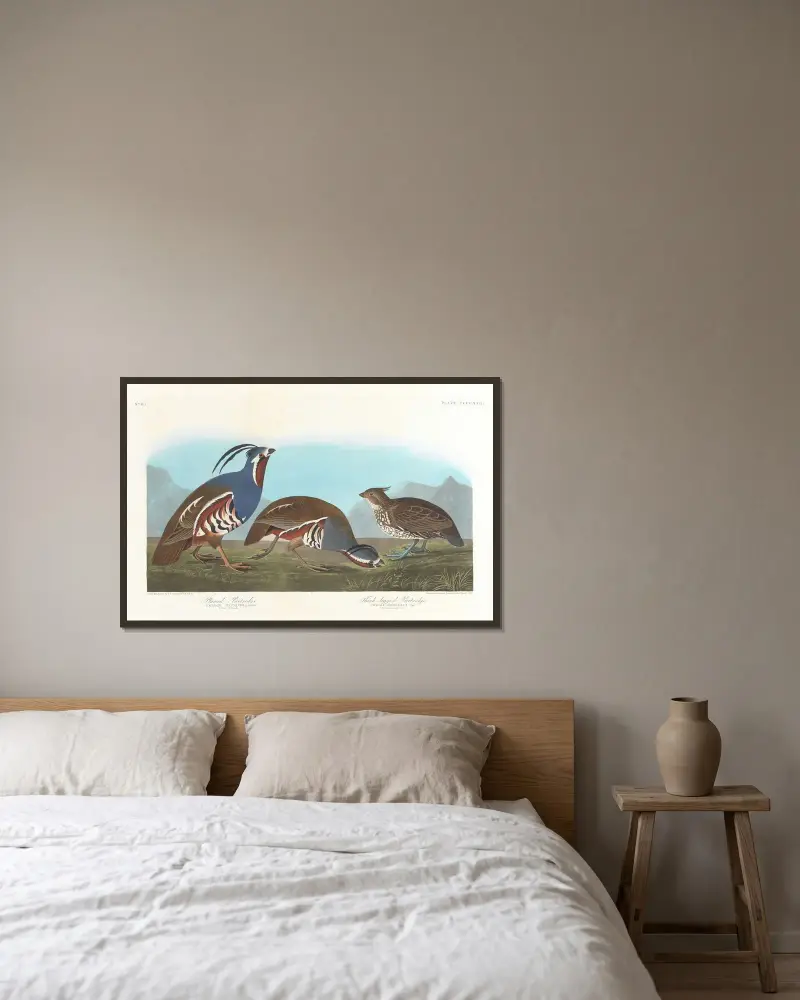 Plumed partridge. Thick-legged partridge av John James Audubon inramad på en vägg
