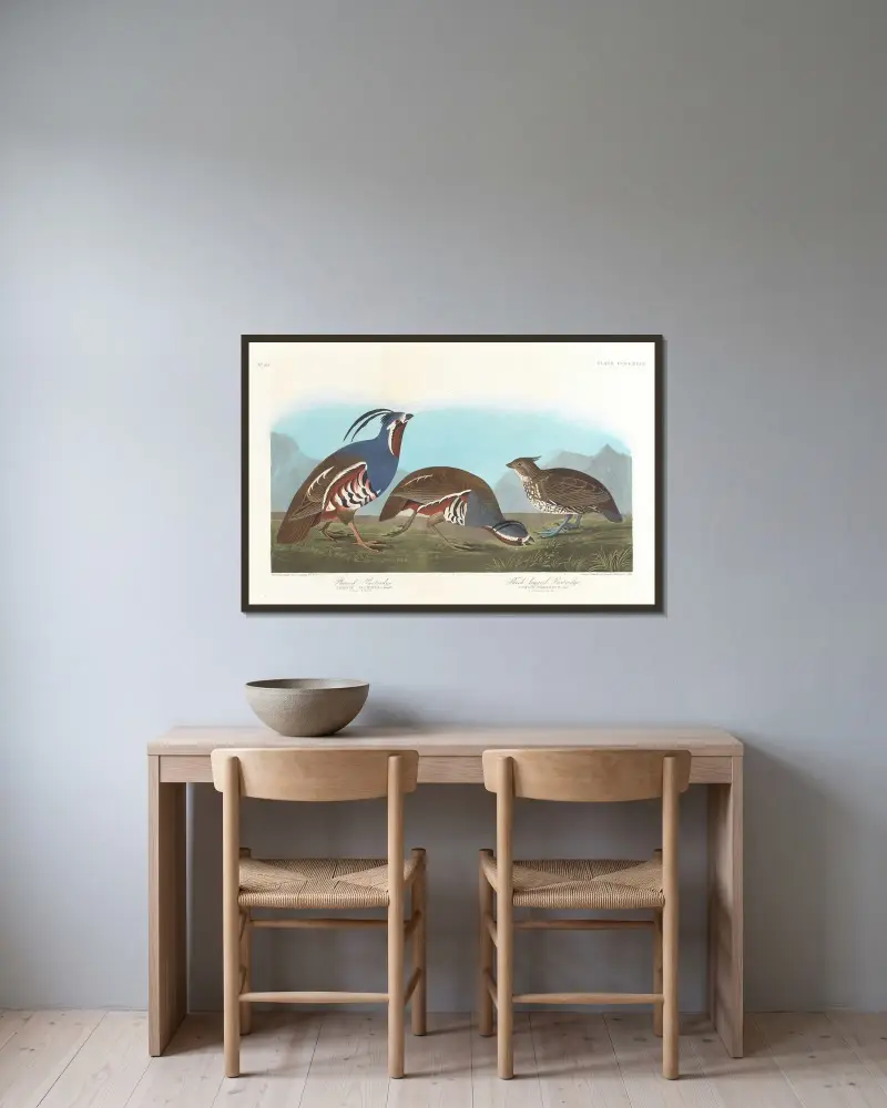 Plumed partridge. Thick-legged partridge av John James Audubon inramad på en vägg