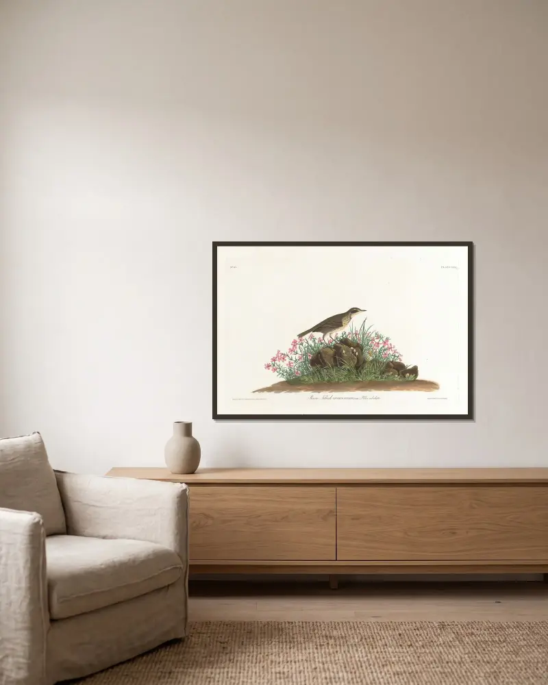 Prérijní linduška, John James Audubon v rámu na stěně