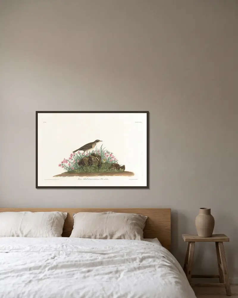 Prérijní linduška, John James Audubon v rámu na stěně