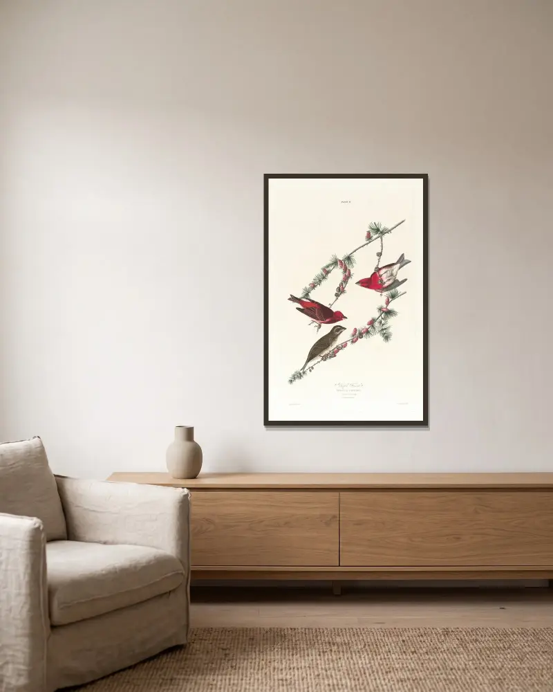 Purpurfink von John James Audubon gerahmt an einer Wand