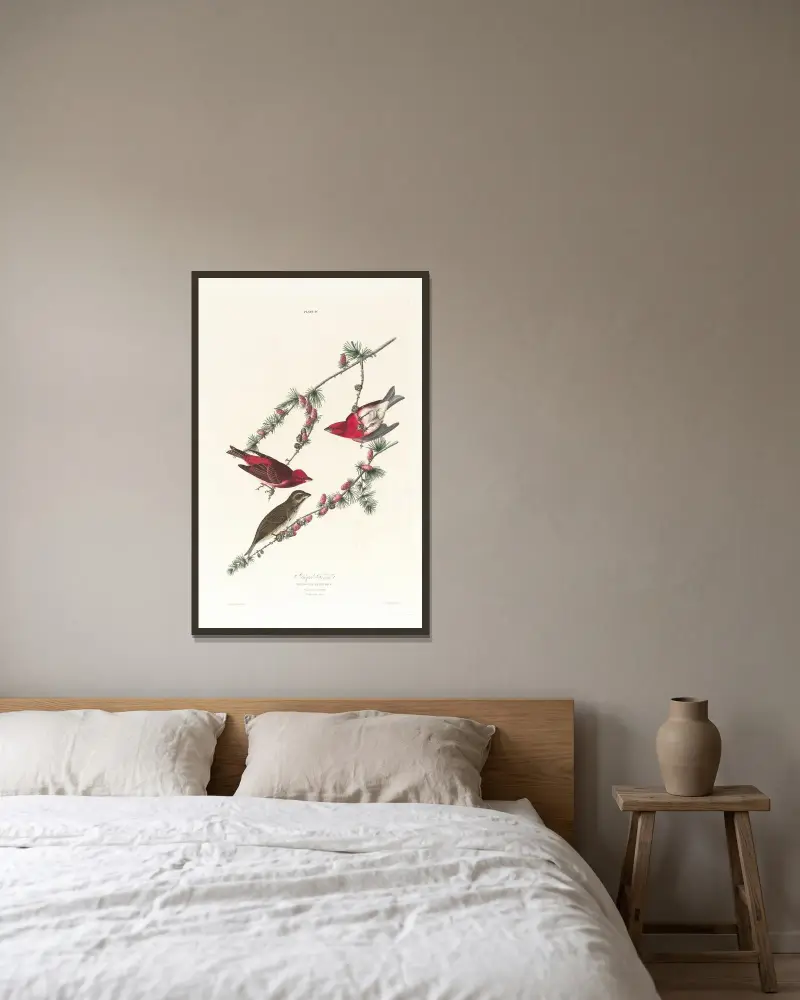 Purpurfink von John James Audubon gerahmt an einer Wand