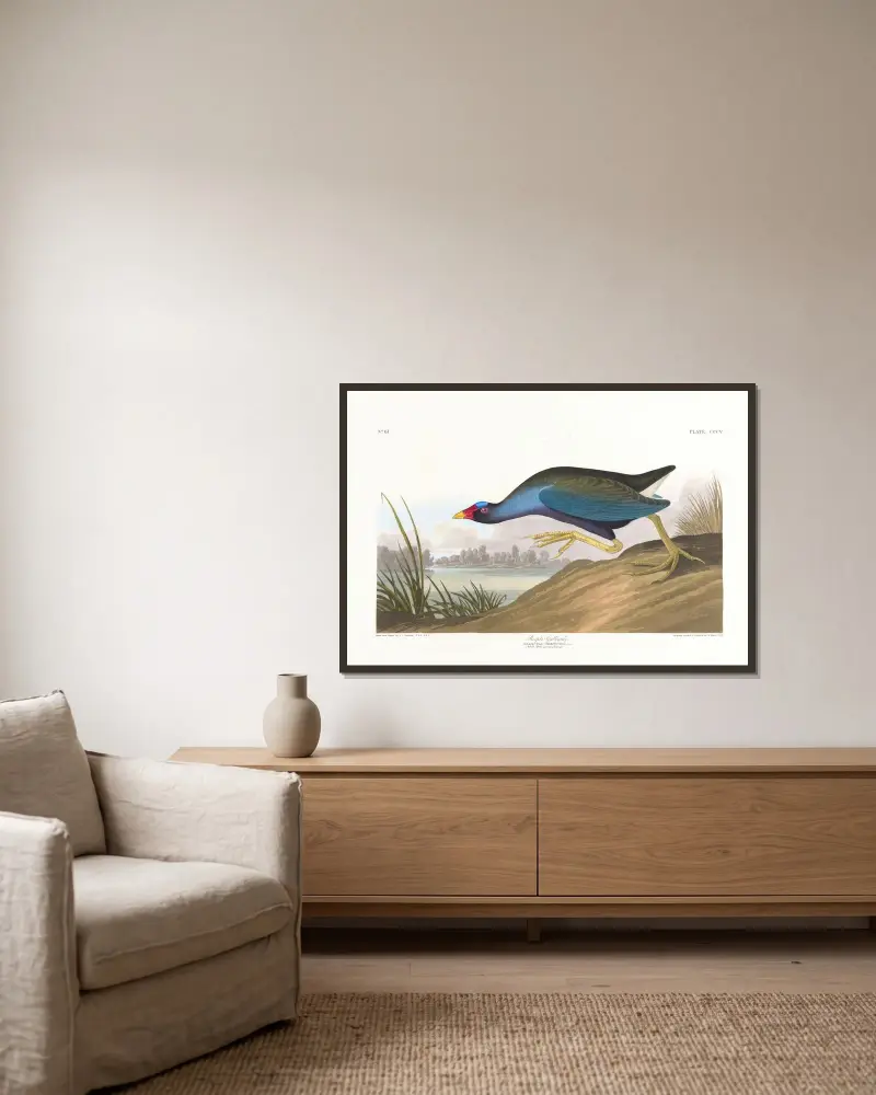 Purpurowa kokoszka, John James Audubon w ramie na ścianie