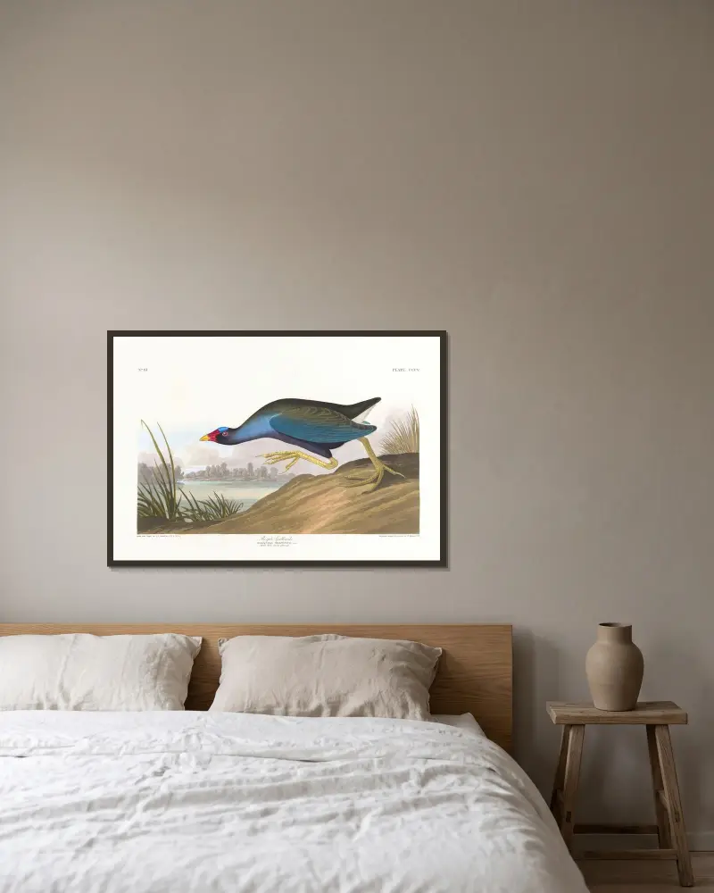Purpurowa kokoszka, John James Audubon w ramie na ścianie