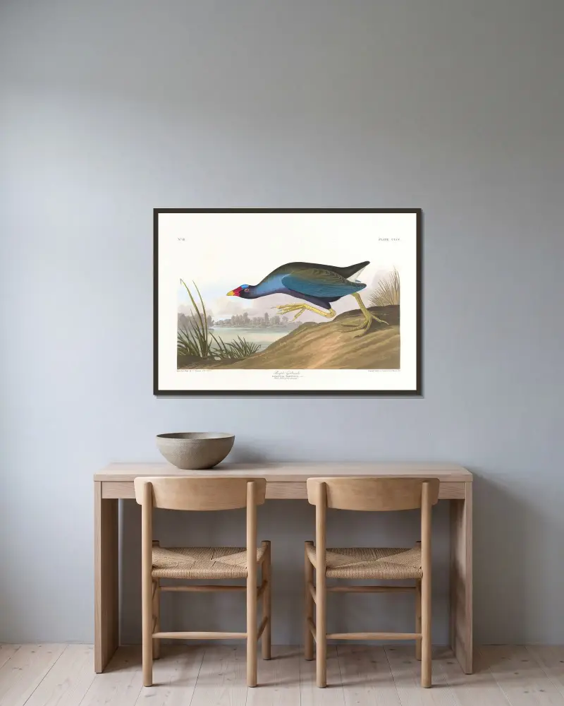 Purpurowa kokoszka, John James Audubon w ramie na ścianie