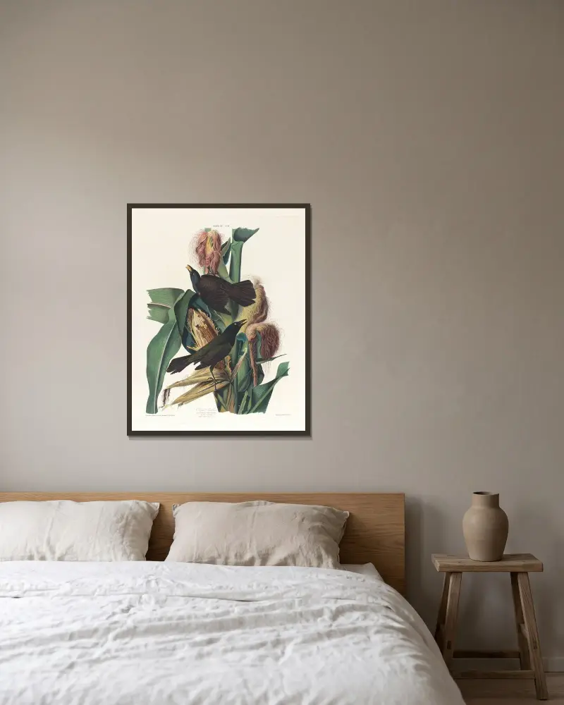 Purpurtrast, John James Audubon v rámu na stěně