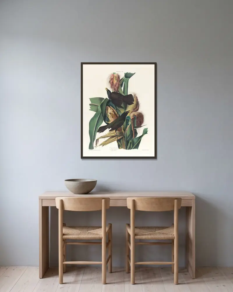 Purpurtrast, John James Audubon v rámu na stěně