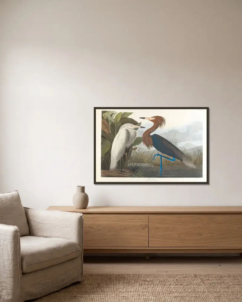 Purpurhäger, John James Audubon v rámu na stěně