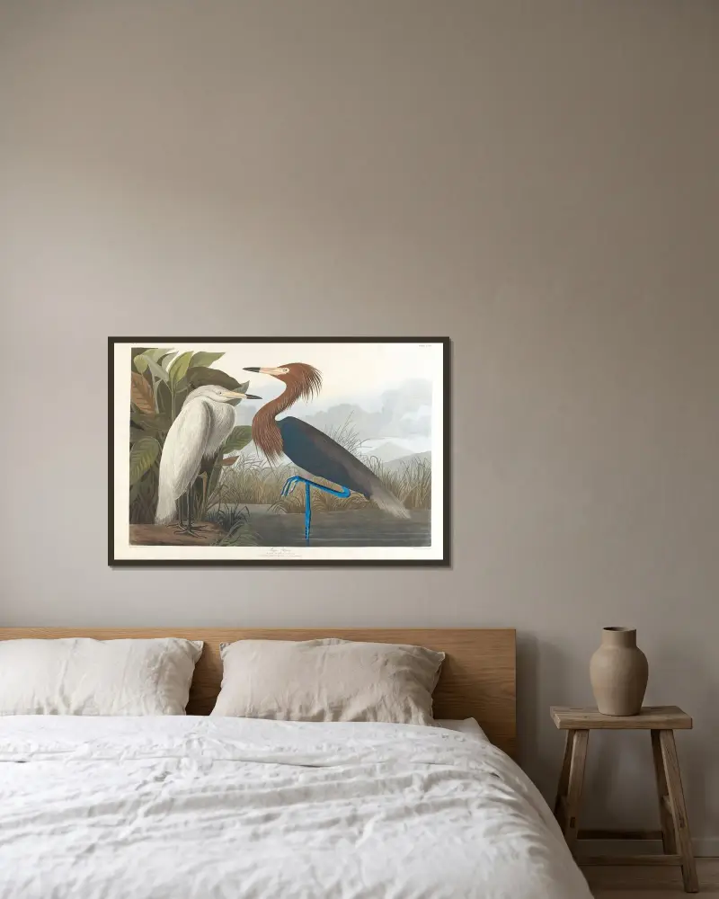 Purpurhäger, John James Audubon v rámu na stěně