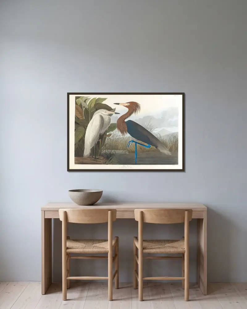Purpurhäger, John James Audubon v rámu na stěně