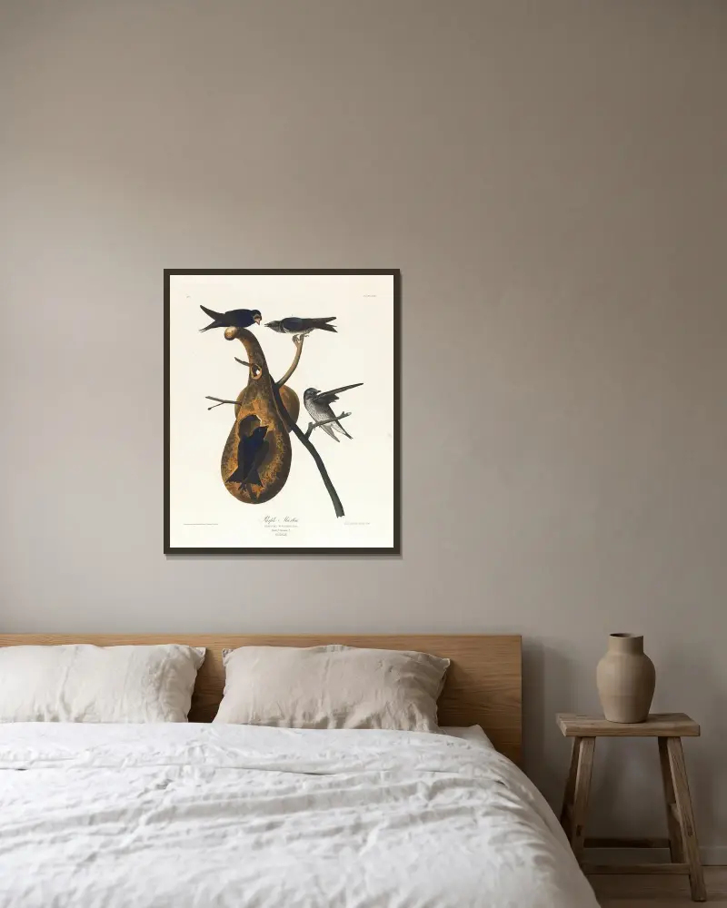 Purple martin von John James Audubon gerahmt an einer Wand