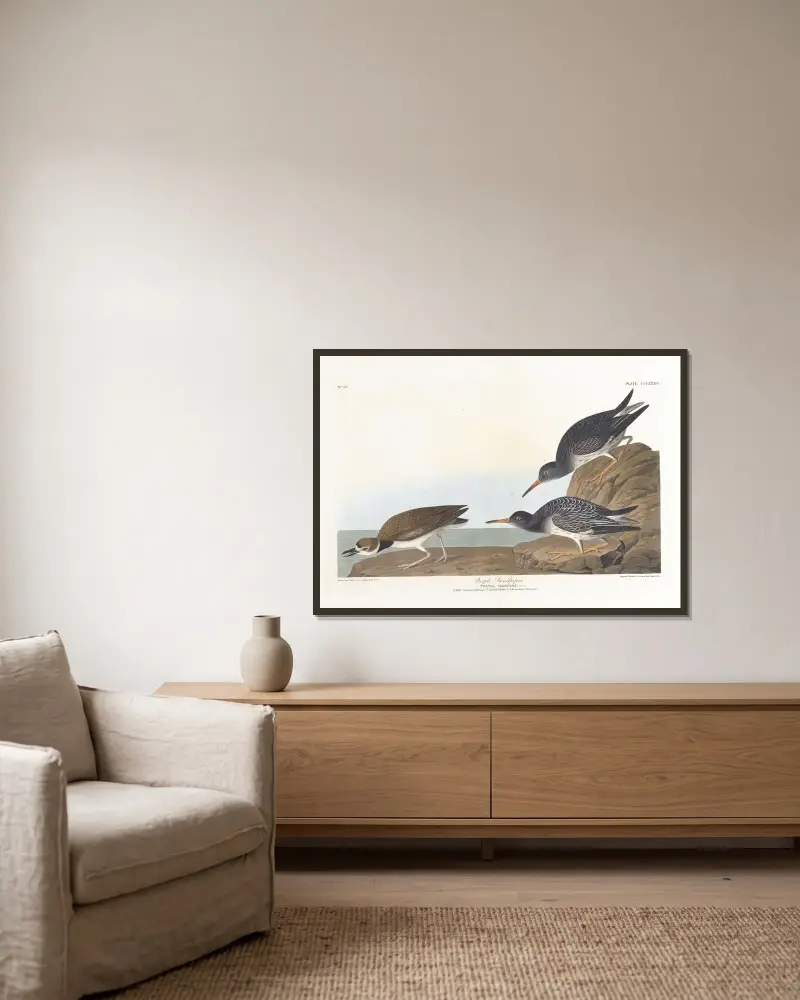 Brodziec purpurowy, John James Audubon w ramie na ścianie