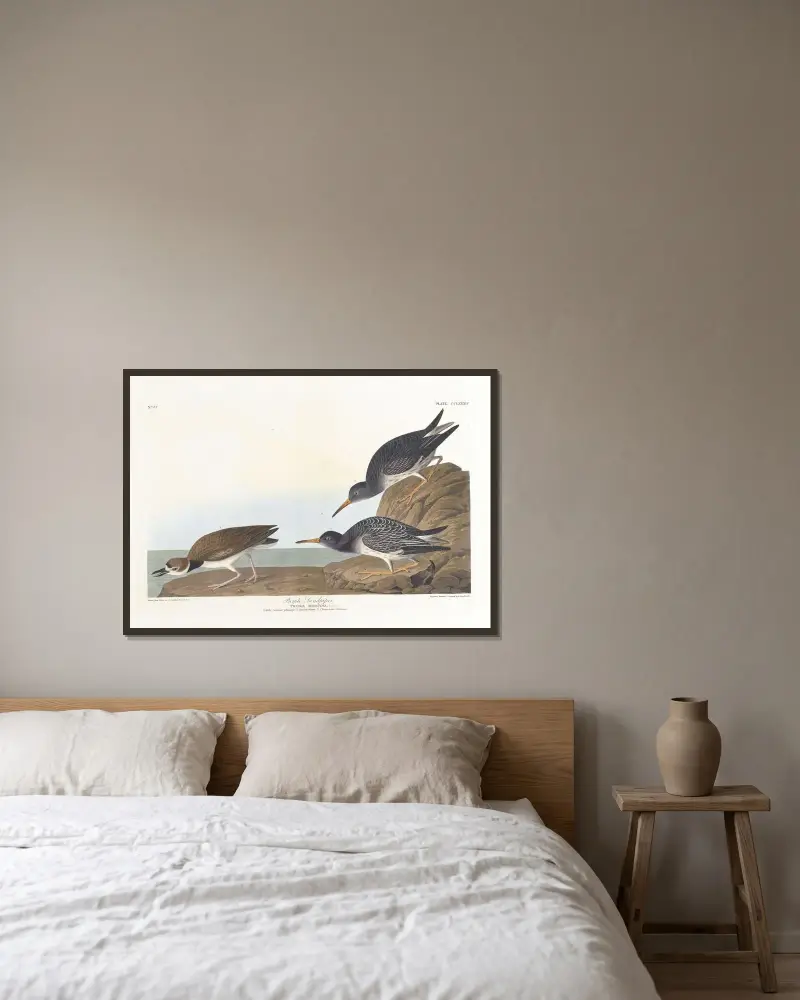 Brodziec purpurowy, John James Audubon w ramie na ścianie