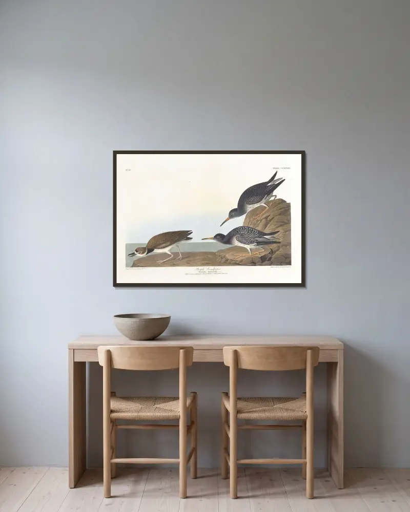 Brodziec purpurowy, John James Audubon w ramie na ścianie