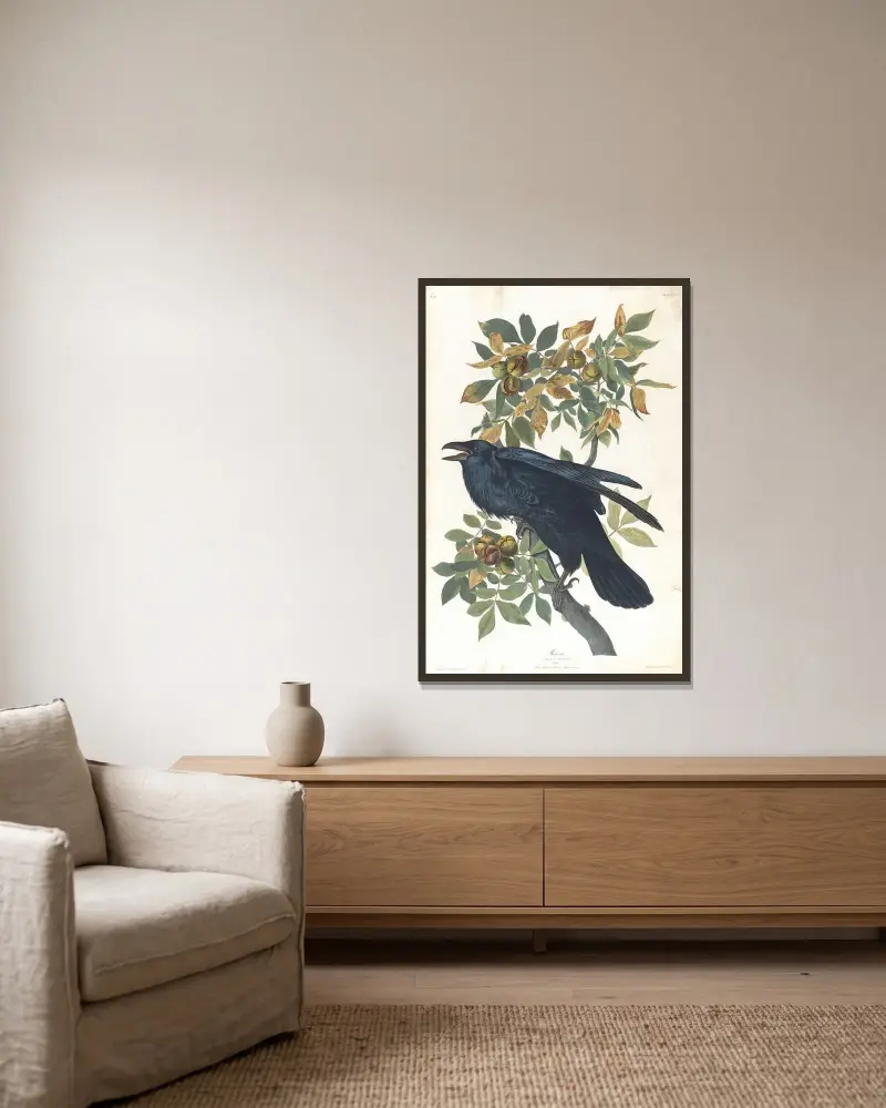 Krkavec, John James Audubon v rámu na stěně