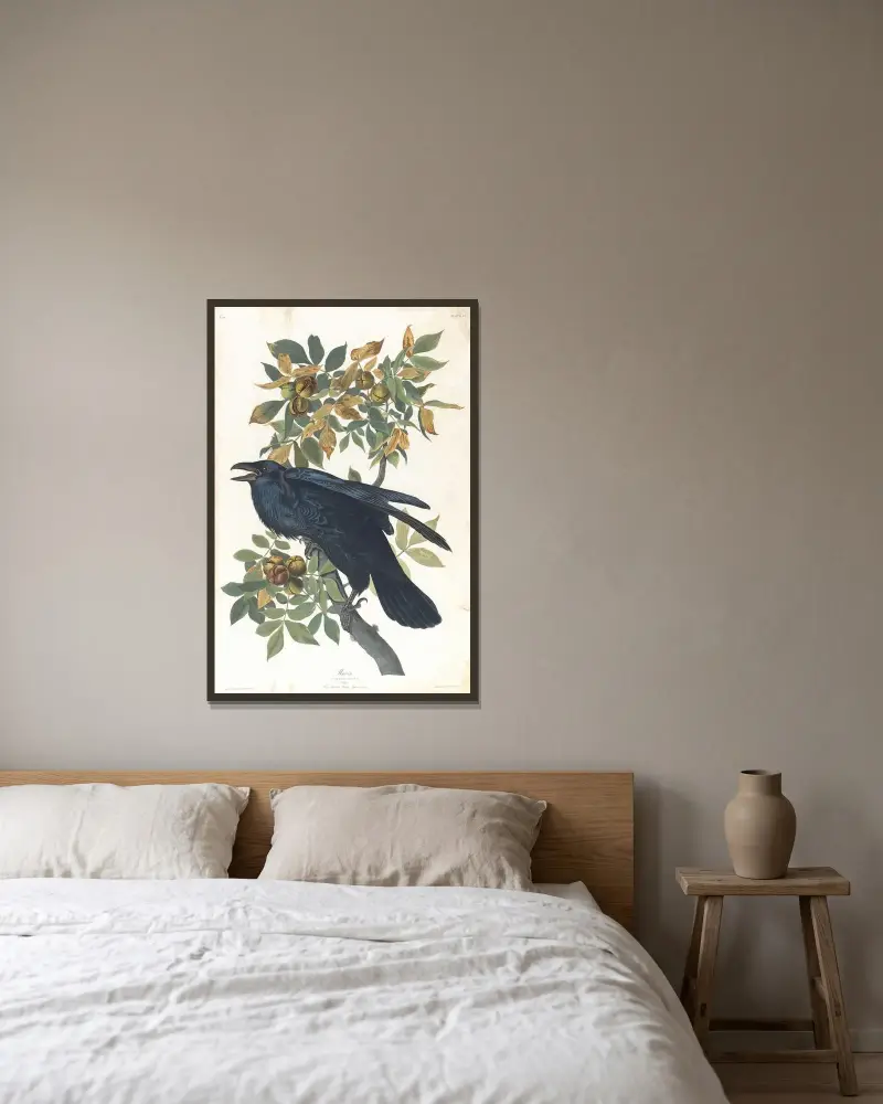 Krkavec, John James Audubon v rámu na stěně