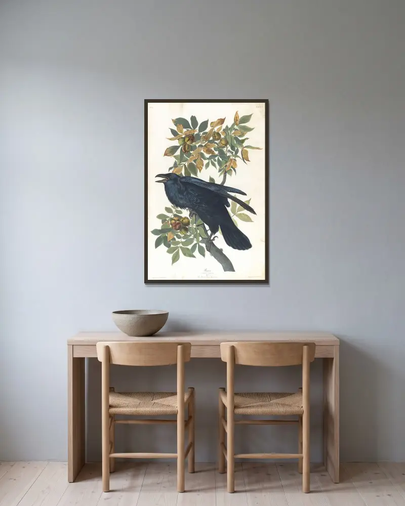 Krkavec, John James Audubon v rámu na stěně