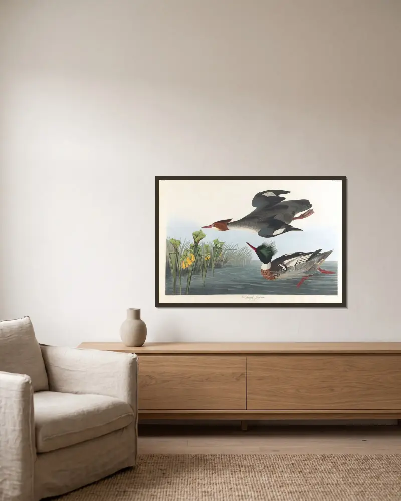 Střízlík říční, John James Audubon v rámu na stěně