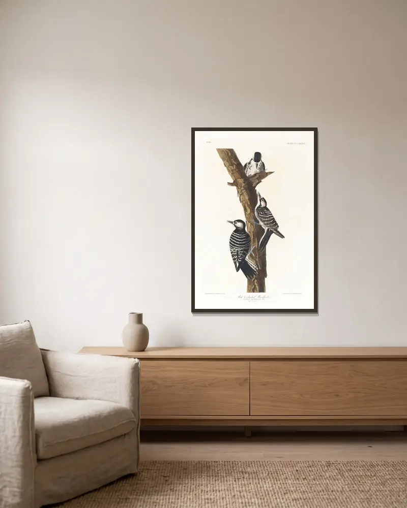 Red-cockaded woodpecker av John James Audubon inramad på en vägg