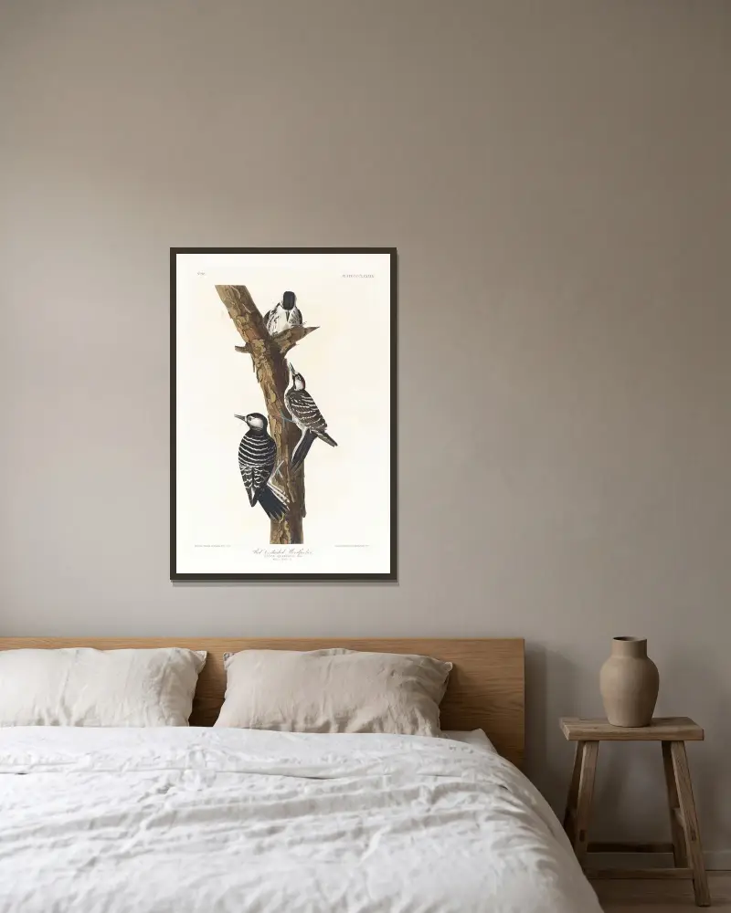Red-cockaded woodpecker av John James Audubon inramad på en vägg