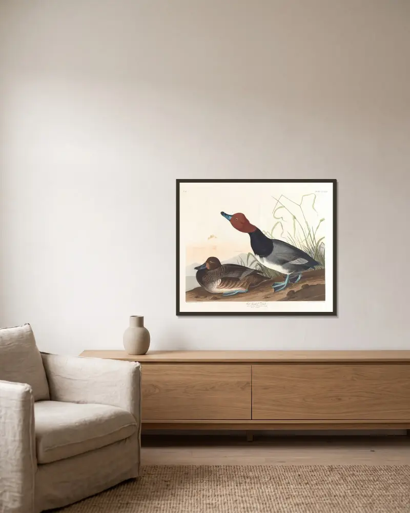 Kaczka czerwonogłowa, John James Audubon w ramie na ścianie