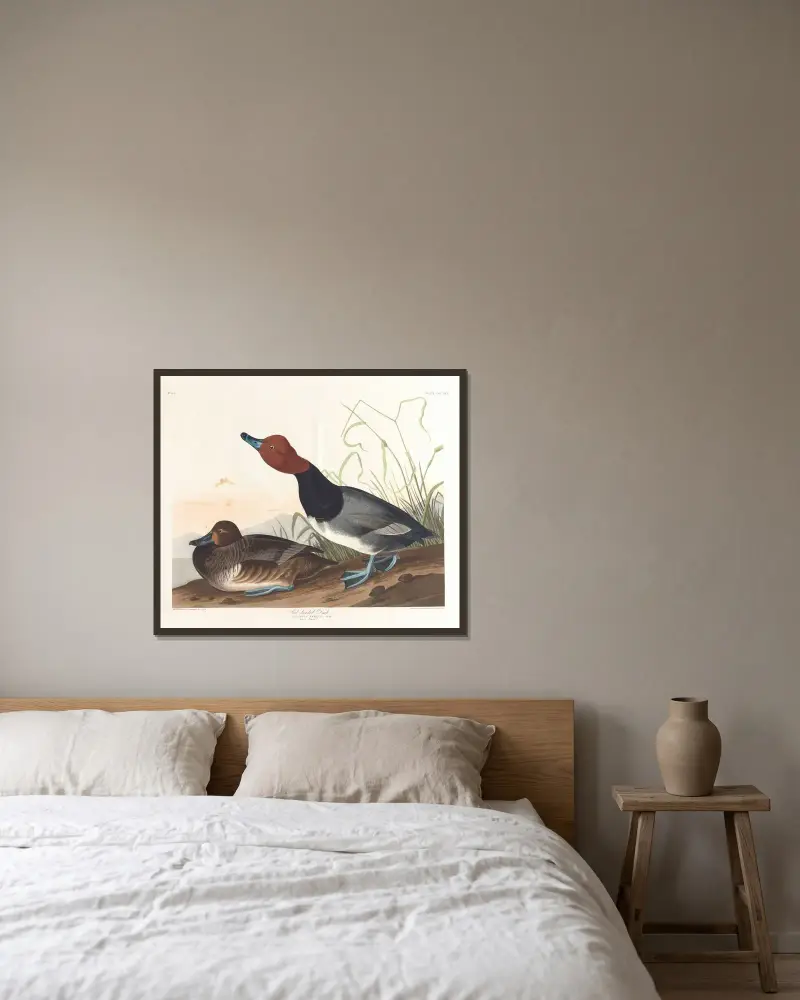 Kaczka czerwonogłowa, John James Audubon w ramie na ścianie